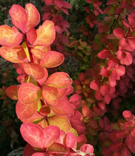 Berberis thunbergii ´Maria´